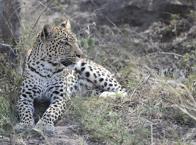 母豹(Panthera pardus)，丘比NP，博茨瓦纳